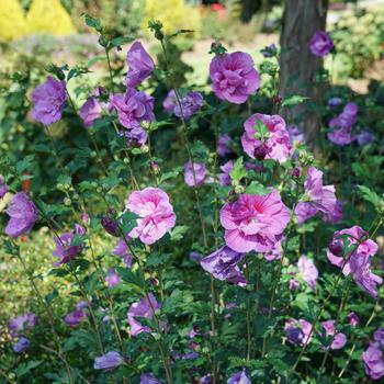 Hibiscus syriacus Chiffon® 'Dark Lavender' (191792)