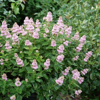 Caryopteris incana 'Beyond Pink'd®' (191859)