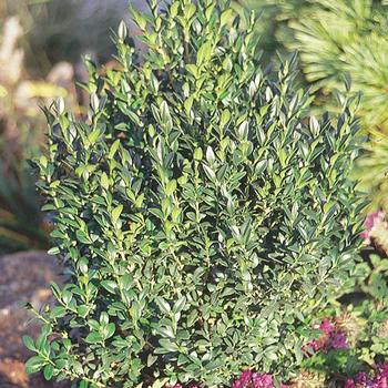 Buxus 'Green Ice®' (191885)