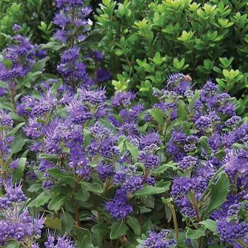 Caryopteris x clandonensis 'Grand Bleu™' (191907)