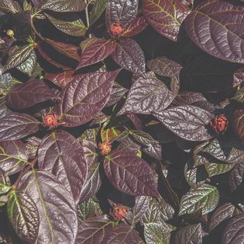 Calycanthus floridus 'Burgundy Spice' (191909)