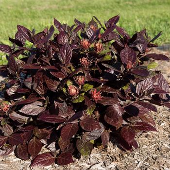 Calycanthus floridus 'Burgundy Spice' (191911)