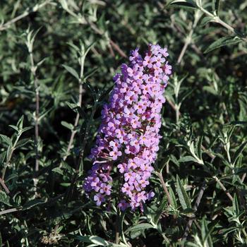 Buddleia davidii Flutterby Flow® 'Lavender' (191919)