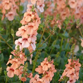 Diascia Towers of Flowers® 'Apricot' (192167)