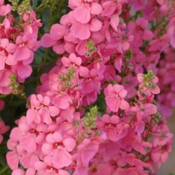 Diascia Towers of Flowers® 'Light Pink' (192173)