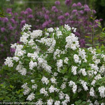 Exochorda Snow Day® 'Blizzard' (192240)