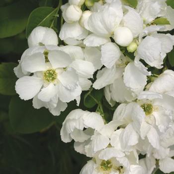 Exochorda Snow Day® 'Blizzard' (192241)