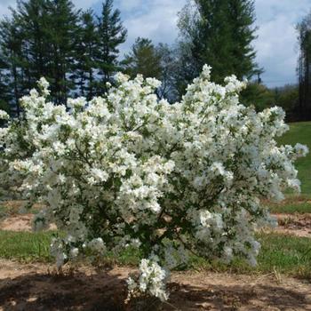 Exochorda Snow Day® 'Blizzard' (192242)