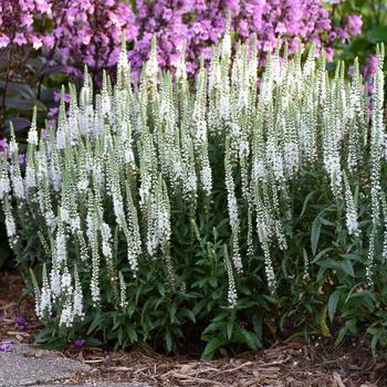 Veronica Magic Show® 'White Wands' (192310)