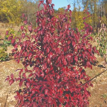 Cornus 'Little Ruby®' (192435)