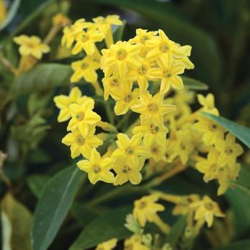 Cestrum nocturnum 'Gold Night' (192441)