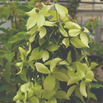 Cornus elliptica 'Lucky Leprechaun®' (192443)