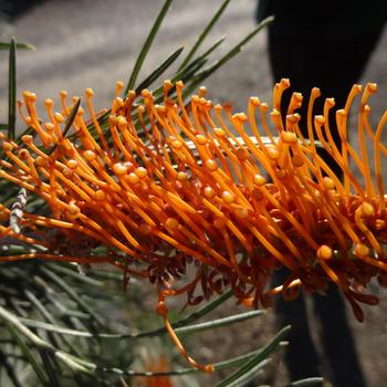 Grevillea 'Kings Sunrise' (192446)