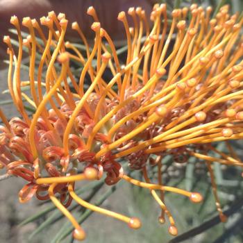 Grevillea 'Kings Sunrise' (192448)