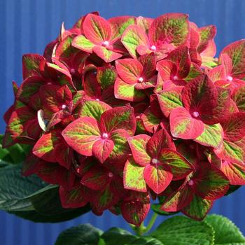 Hydrangea Magical® 'Sunfields' (192449)