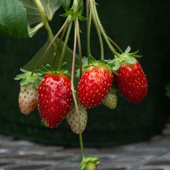 Fragaria x ananassa Bushel and Berry® 'Scarlet Belle™' (192452)