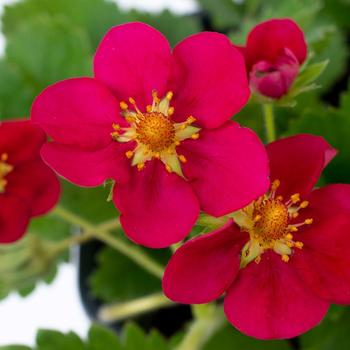 Fragaria x ananassa Bushel and Berry® 'Scarlet Belle™' (192453)