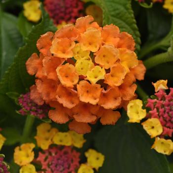 Lantana camara Shamrock™ '' (192454)