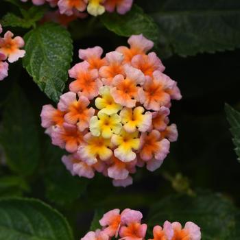 Lantana camara Shamrock™ '' (192462)