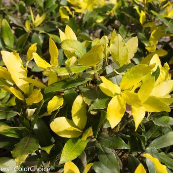 Laurus nobilis 'Sicilian Sunshine®' (192467)