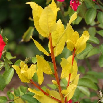 Laurus nobilis 'Sicilian Sunshine®' (192468)