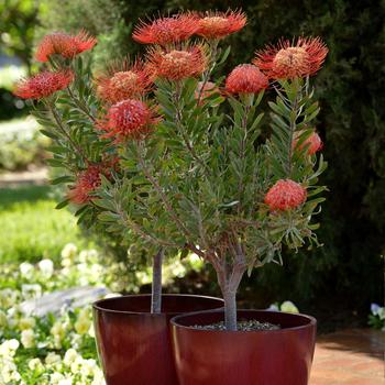 Leucospermum Royal Hawaiian 'Blanche Ito' (192529)