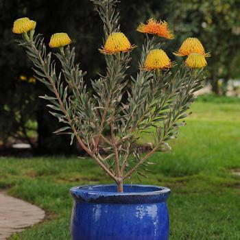 Leucospermum Royal Hawaiian 'Brandi' (192533)