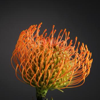 Leucospermum Royal Hawaiian 'Brandi' (192535)