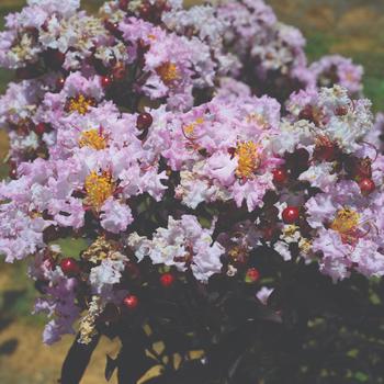 Lagerstroemia Indulgence® 'Vanilla Gelato' (192538)