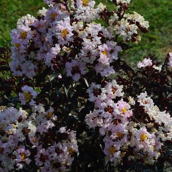 Lagerstroemia Indulgence® 'Vanilla Gelato' (192541)