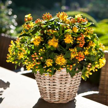 Hypericum Harvest Festival™ 'Coral' (192549)