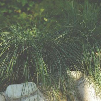 Lomandra confertifolia ssp. rubiginosa 'Seascape' (192552)