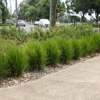 Lomandra confertifolia Leading® 'Lime Tight™' (192554)