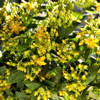 Hypericum Harvest Festival™ 'Green' (192557)