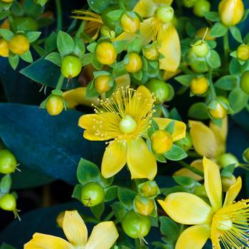 Hypericum Harvest Festival™ 'Green' (192559)