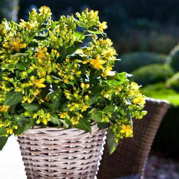 Hypericum Harvest Festival™ 'Green' (192560)