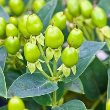 Hypericum Harvest Festival™ 'Green' (192561)