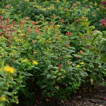 Hypericum Harvest Festival™ 'Red' (192565)