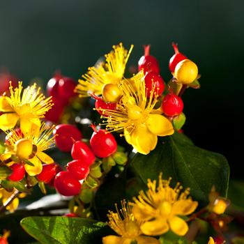 Hypericum Harvest Festival™ 'Red' (192568)