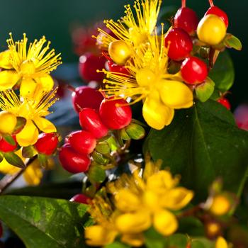 Hypericum Harvest Festival™ 'Red' (192569)