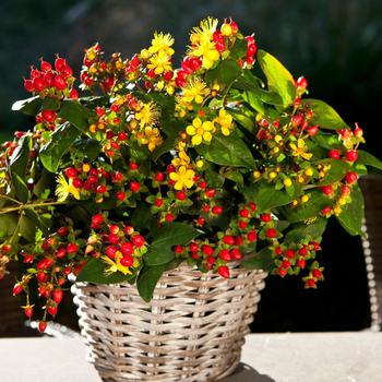 Hypericum Harvest Festival™ 'Red' (192570)