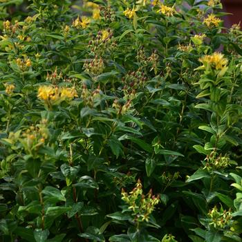 Hypericum Harvest Festival™ 'Chocolate' (192571)