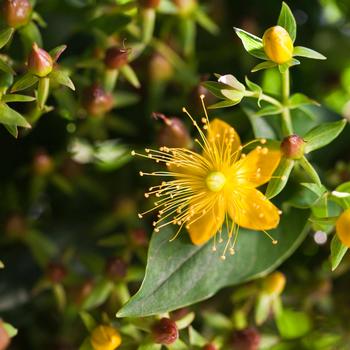 Hypericum Harvest Festival™ 'Chocolate' (192572)