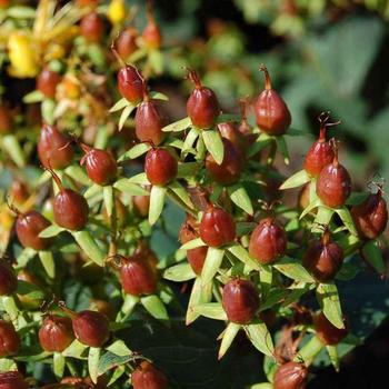 Hypericum Harvest Festival™ 'Chocolate' (192575)