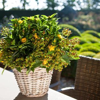 Hypericum Harvest Festival™ 'Chocolate' (192576)