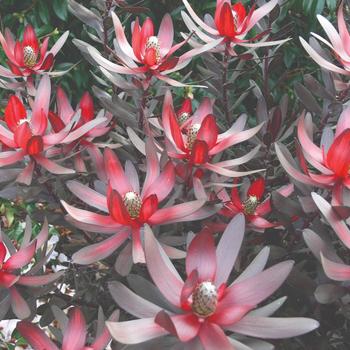 Leucadendron 'Ebony' (192581)