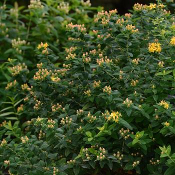 Hypericum Harvest Festival™ 'Pink' (192582)