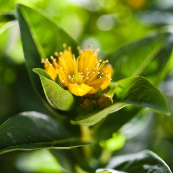 Hypericum Harvest Festival™ 'Pink' (192583)