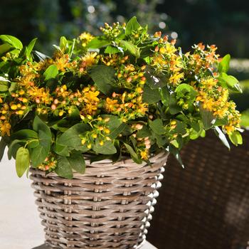 Hypericum Harvest Festival™ 'Pink' (192585)