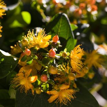 Hypericum Harvest Festival™ 'Pink' (192586)